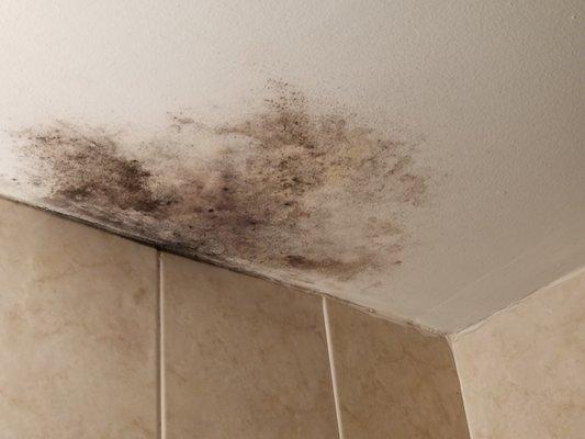 Mold in bathroom.