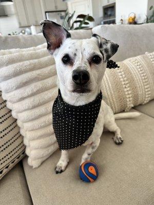 Charlie in his new bandana hand selected by Jennifer. It's the small things! How cute!