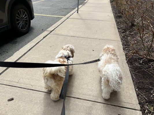 Puppy with his coworker