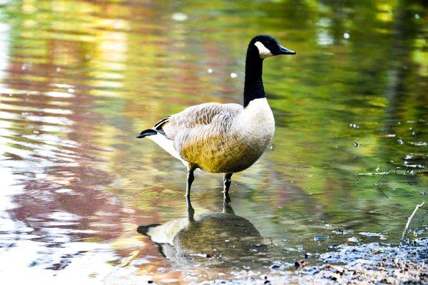 A Hungry Goose at The Bog Garden