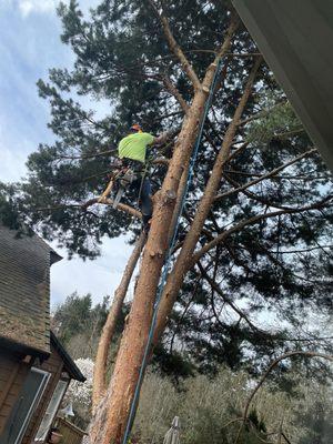 First branches being cut