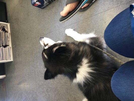 Loki waiting for the oil change