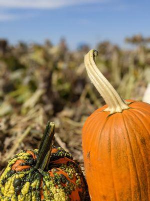 Pumpkins 50 cents a pound, complimentary wagons available to haul pumpkins to your car