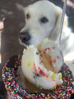 Luna stealing a scoop of my ice cream. Got too close to her for picture