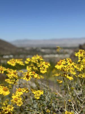 Tahquitz Canyon