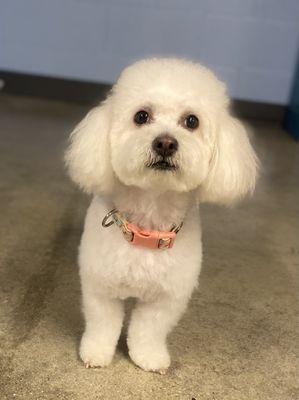 Harley is ready to see Mama now all fluffed combed & Styled