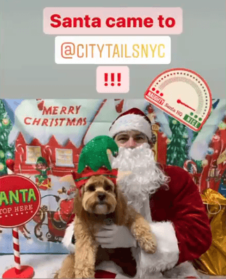 Merry Christmas! Santa Claus came to City Tails NYC dog day care!