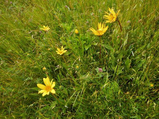 Narrow-Leaf Wyethia