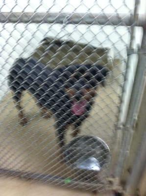 Rottweiler at the shelter!!