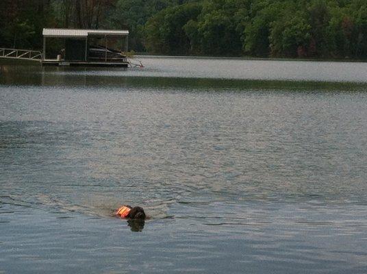 Coco swimming in Lake Watauga with her Where's  Nemo vest