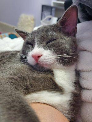 A happy and sleepy kitten after his vet visit