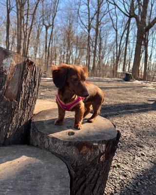 Sitting on barks