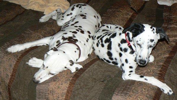 Yasmine and Dita were both regular visitors to Bijou Animal Hospital