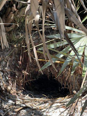 Gopher tortoise burrow.