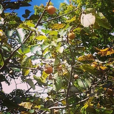 Wild persimmons!  I found lots of them along the path.