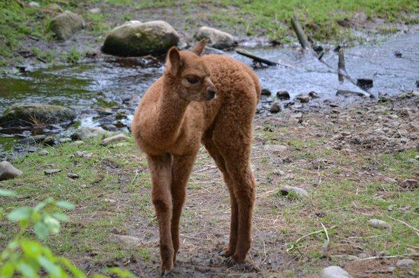 DEW Haven | Maine Zoo & Rescue: Alpaca