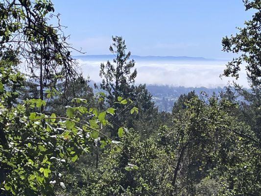 Ride the Redwoods