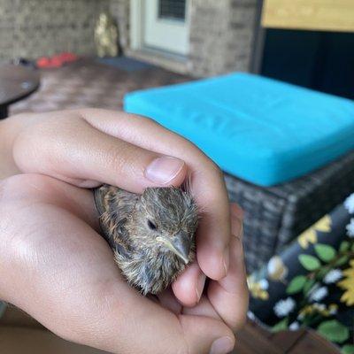 Austin Wildlife Rescue