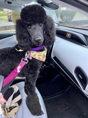 Lucy after her latest groom... thank you Robin!