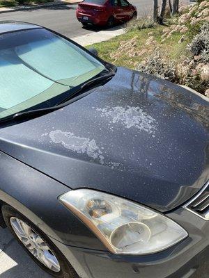 Before: sun damage from 14 years of non-covered parking on my Altima hood