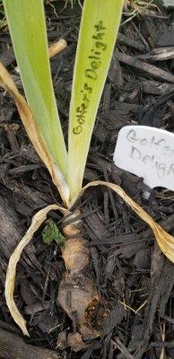 Dying iris from Comanche Acres.