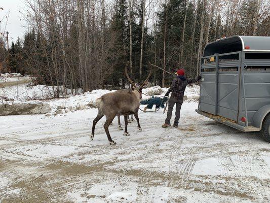 Kalyn and Boone helping the reindeer out of the trailer