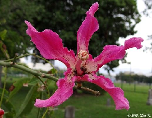 Many trees dot the grounds, including this Silk Floss tree.