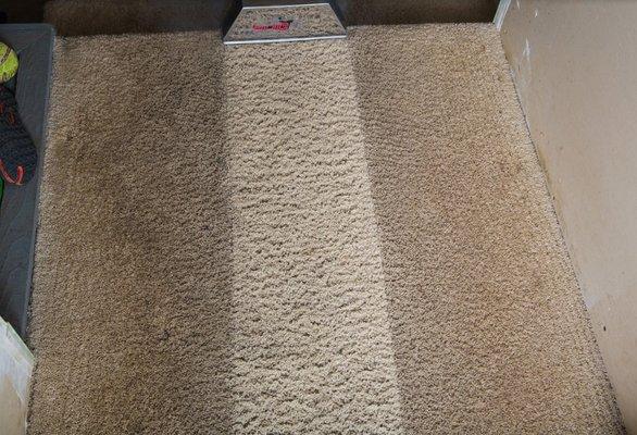 Carpet cleaning, maple valley carpet cleaning, steam cleaning, urine damage