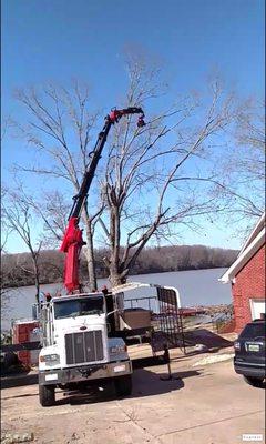 Remote controlled Tree Services