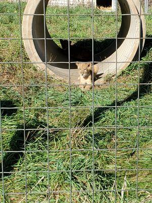 Newest additions..13 wk old lion cubs