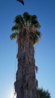 Removing a palm with a crane.