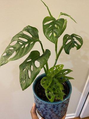 Monstera Adasonii (smaller one which I added to my larger cutting)