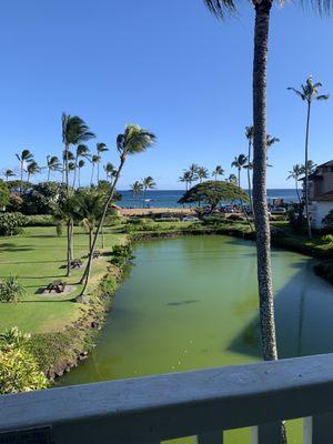 3rd floor beach view