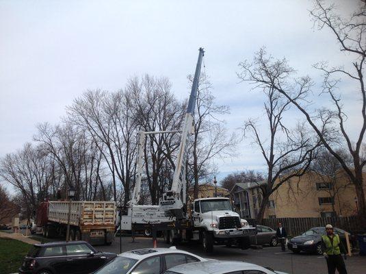 Removal of hazardous trees at Mosby Landing in Vienna  using a 40 ton crane