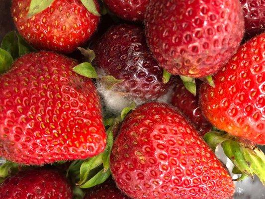 Close up is living mold in strawberries