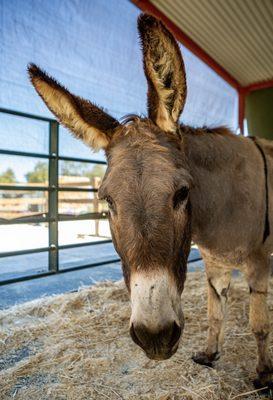 Rancho Burro Donkey Sanctuary