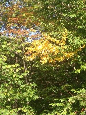 The leaves just starting to change! (9-15-13)