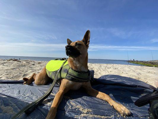 Our pup enjoying the beach air