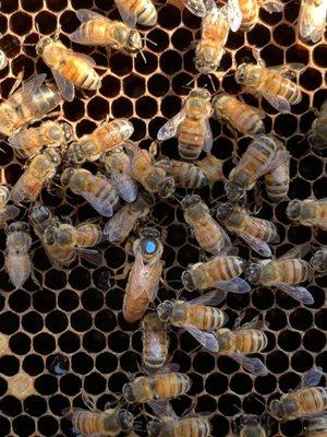 Our healthy appearing 2021 Queen from OC Beekeeping supplies