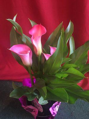 Beautiful calla lilies!