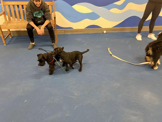 Puppy Class. Was she ever that small?