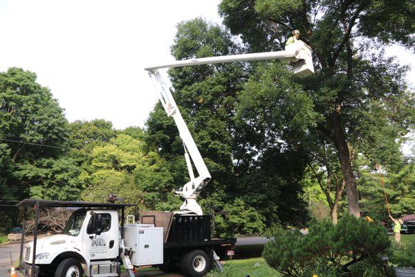 Bucket truck pruning