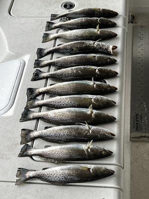 2 limits of nice speckled trout