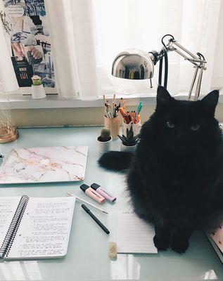 Studying with a cat