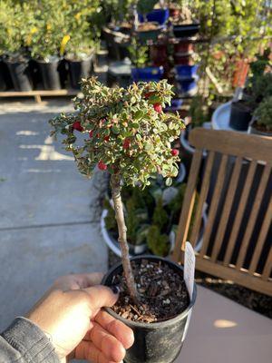 Cute! Miniature plants!