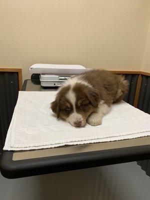 One of my Australian Shepherd puppies getting a checkup!