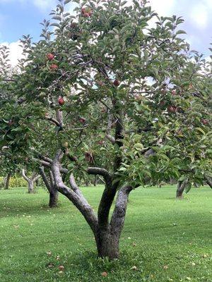 Our group munched on an apple while we picked some more! This is a beautiful tree here at R&M Orchards!