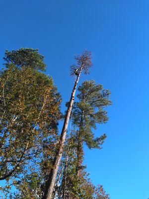 Pine Tree Removal