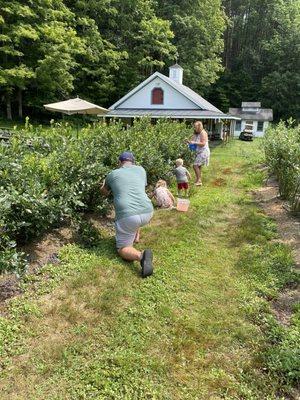 Picking berries!