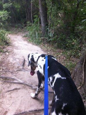 Hiking trail with the pups